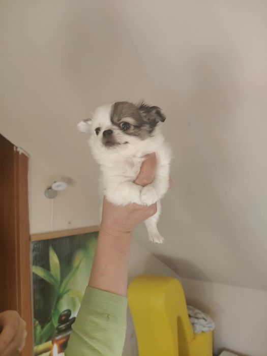 Chihuahua piesek super socjalizowany