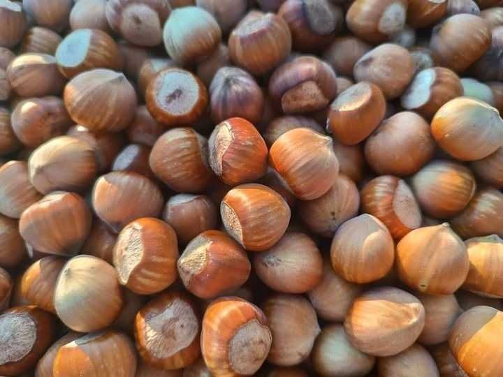 Orzechy laskowe świeże Kataloński 10 kg + 5 szt czosnek