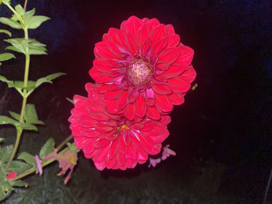 Продаж квітів