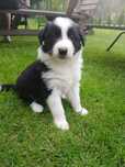 Border Collie szczenię