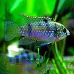 Barwniak Thomasa (Anomalochromis thomasi). Cetarius