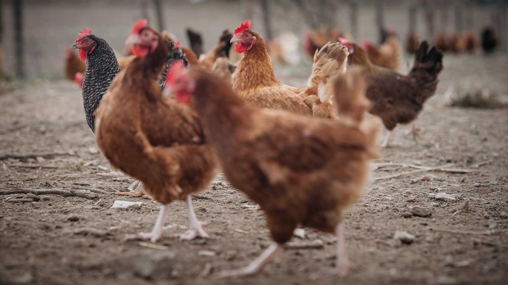 Rosa Greenshell Leghorn Zielononóżka Brojlery - Gotowe do sprzedaży