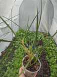 Maxillaria tenuifolia -Storczyk pachnący kokosem!