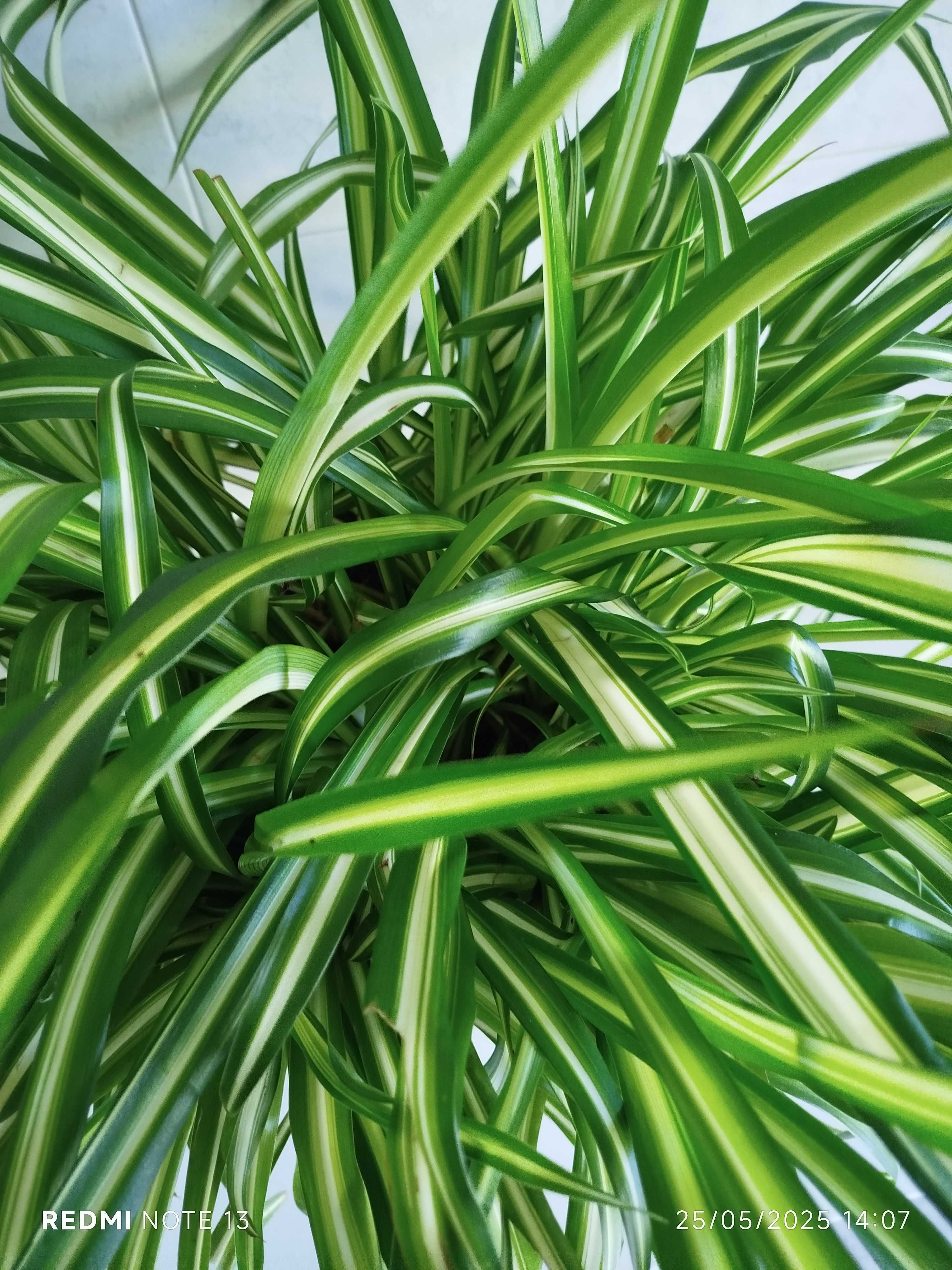 Vaso com planta Chlorophytum