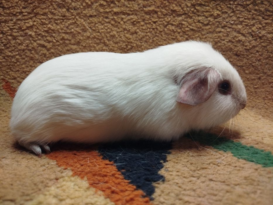 Морская свинка. Калифорния. Окрас белый с шоколадными поинтами.