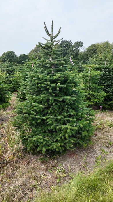 Jodła kaukaska cięta 175-250 ChoinkiPrima.pl FB