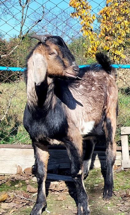 Цап Англо-нубієць на паровку