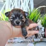 Carolina piękna dziewczynka długowłosa Chihuahua