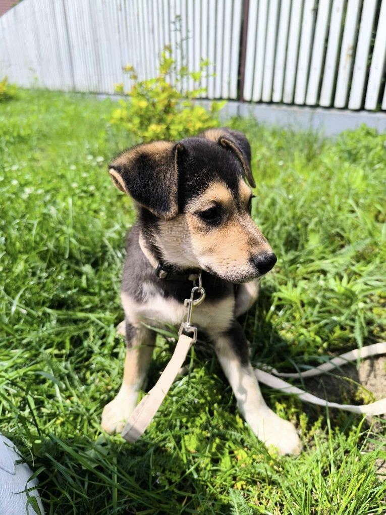 Szczeniak NALA do adopcji