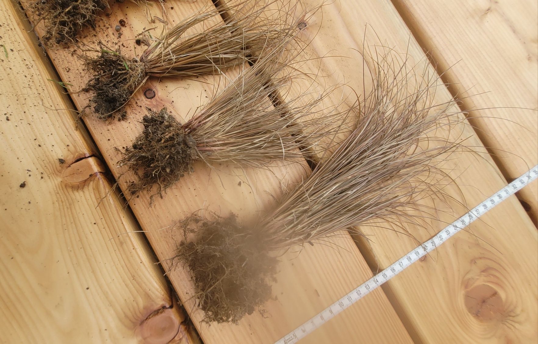 Trawa Carex bronze 10 sztuk bez doniczek