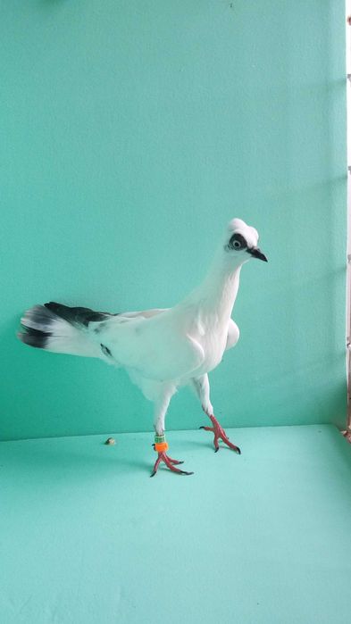 Gołębie ozdobne wiedeński, wiedeńskie lotne