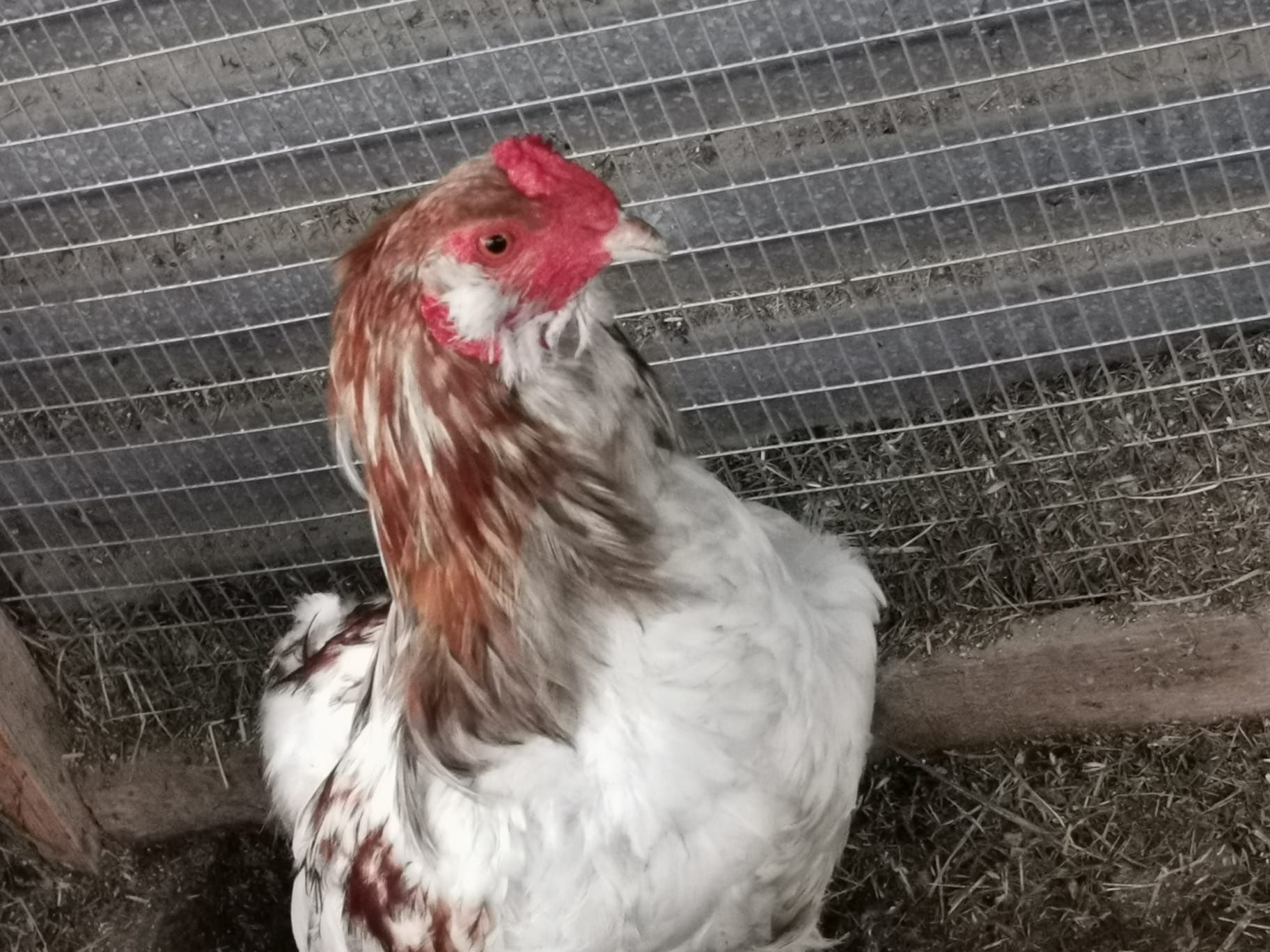Kura kury aracuany naturalne ekologiczne araucany pisklaki araucany