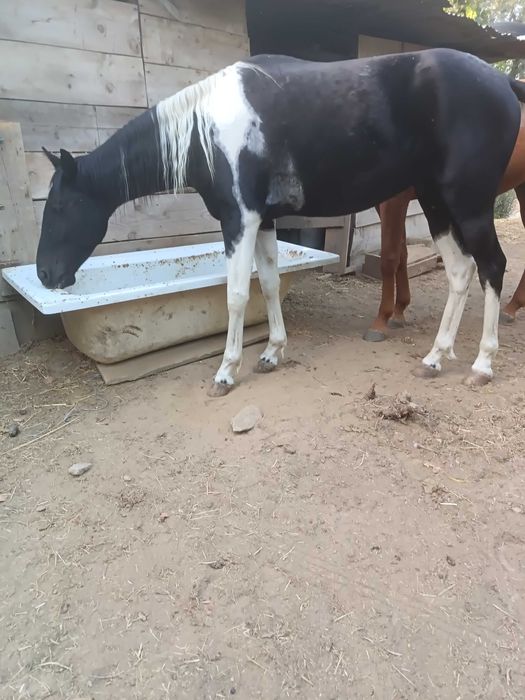 Cavalo capado montado