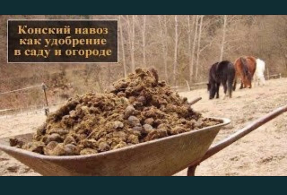 Навоз конский. Лучшее удобрение для сада и огорода
