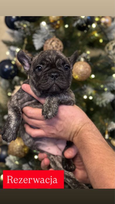 Buldog Francuski – Chłopcy/ rodzice FCI do rezerwacji