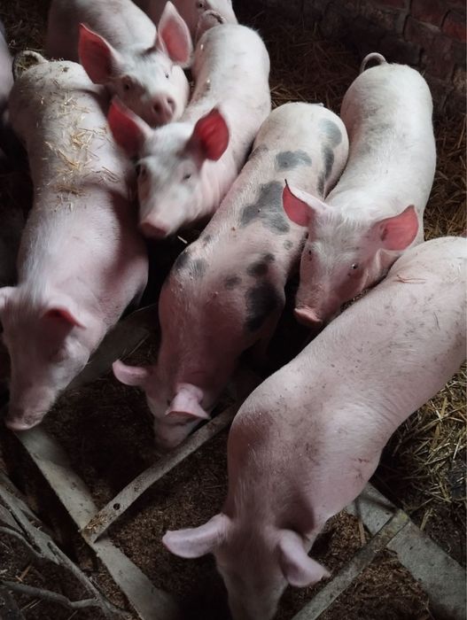 Продам поросята, ціна від 3500 грн./шт.