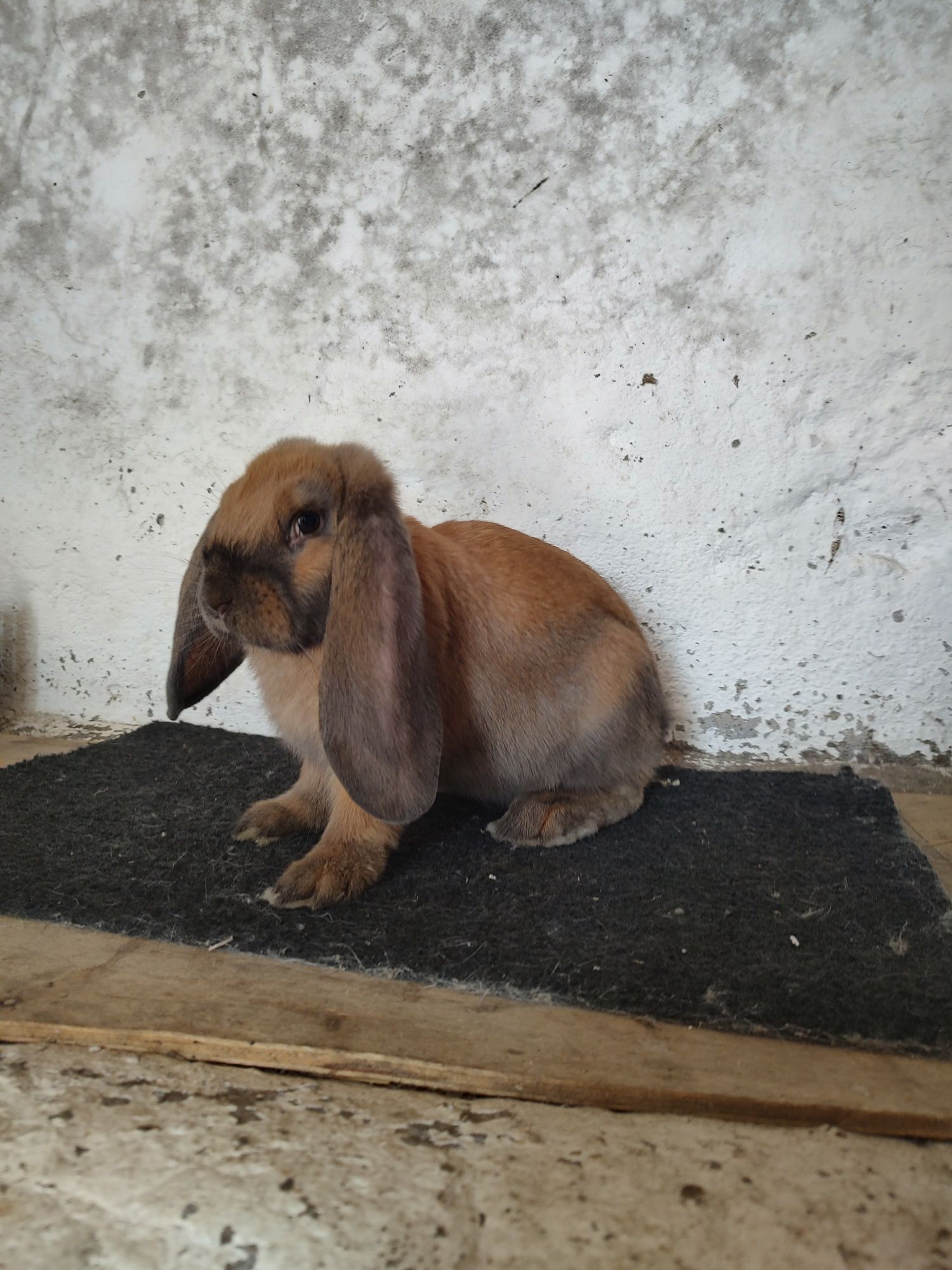 Sprzedam króliki baran francuski madagaskar