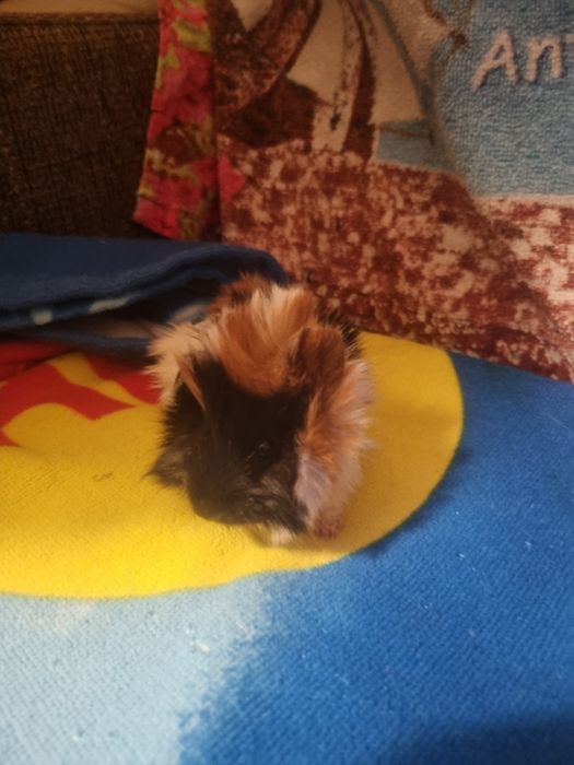 Świnki Morskie Samczyk