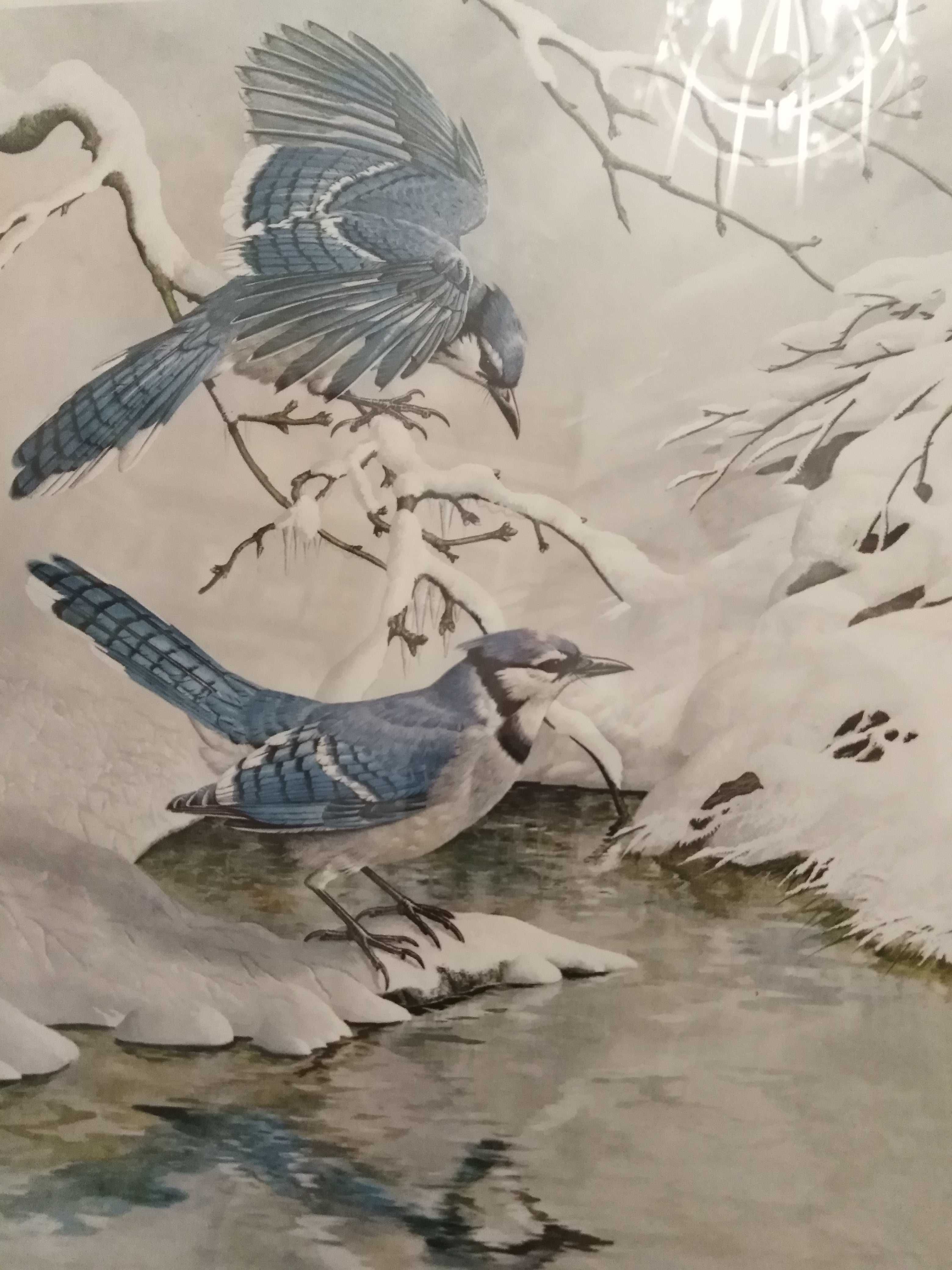 Obraz print ptaki Basil Ede 1968 "niebieskie sójki zimą"