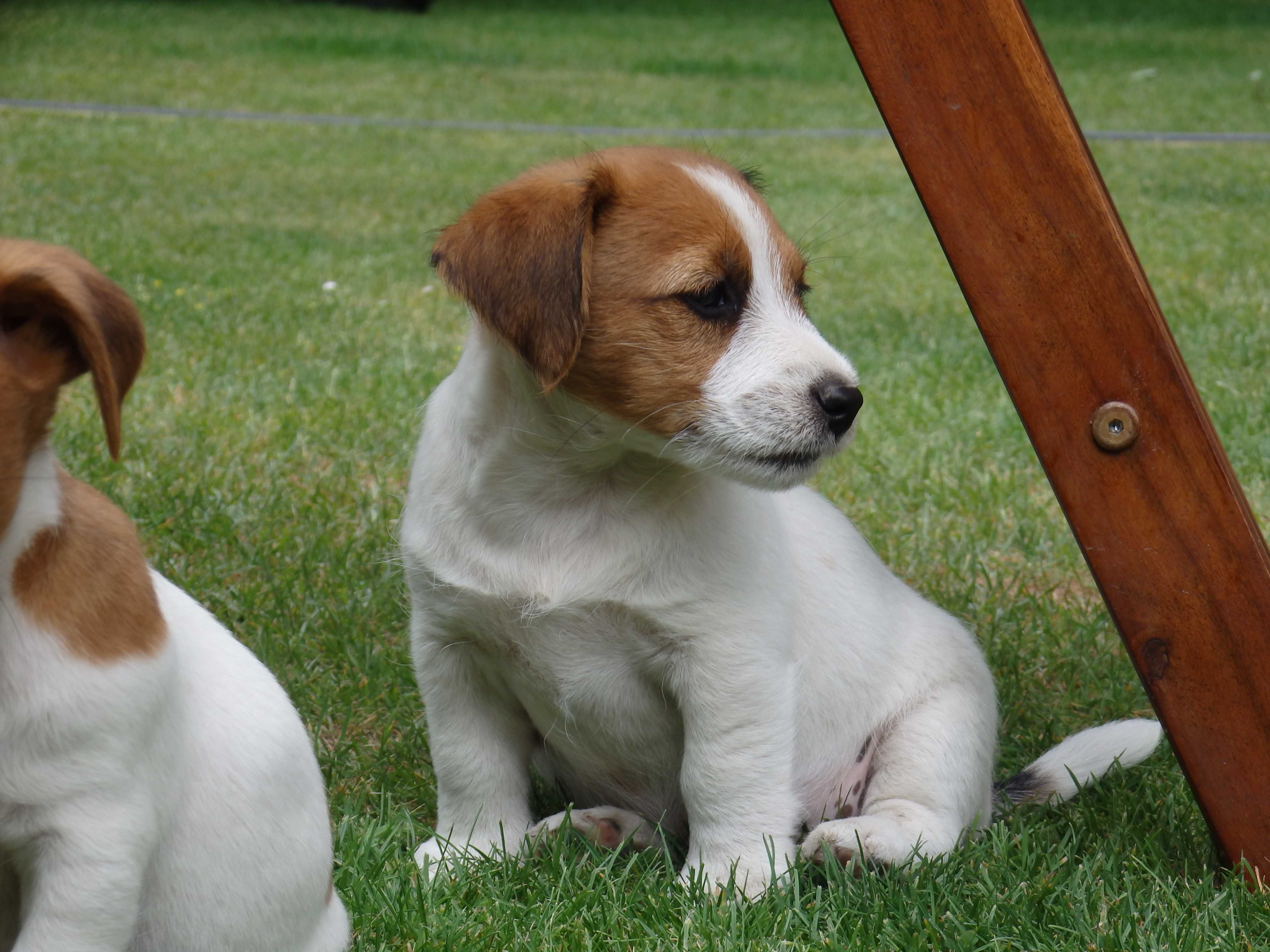 Jack Russell Terrier piesek od #Smartie Jacks # rodzice ZKwP/ FCI