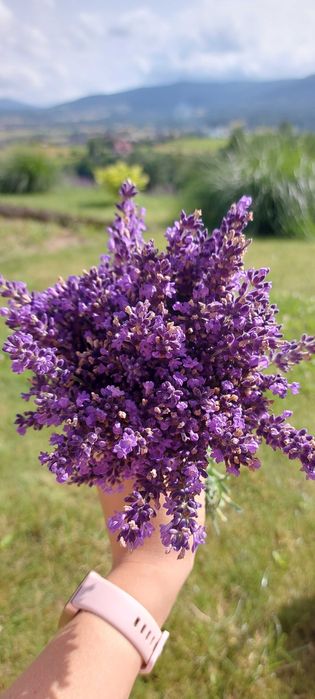 Suszona lawenda 100 g