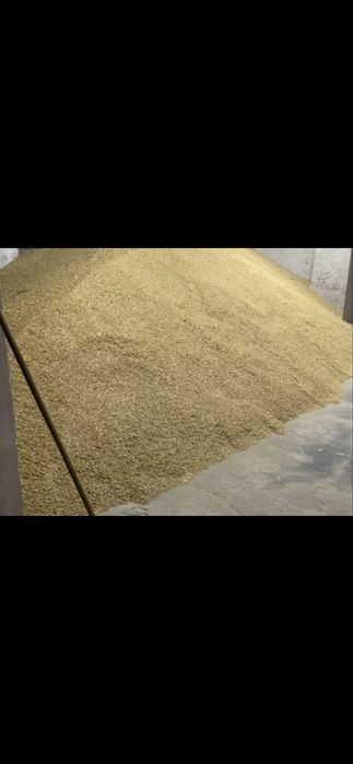 Owies Zboże żniwa 2025