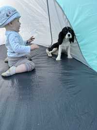 Cavalier King charles Spaniel piesek