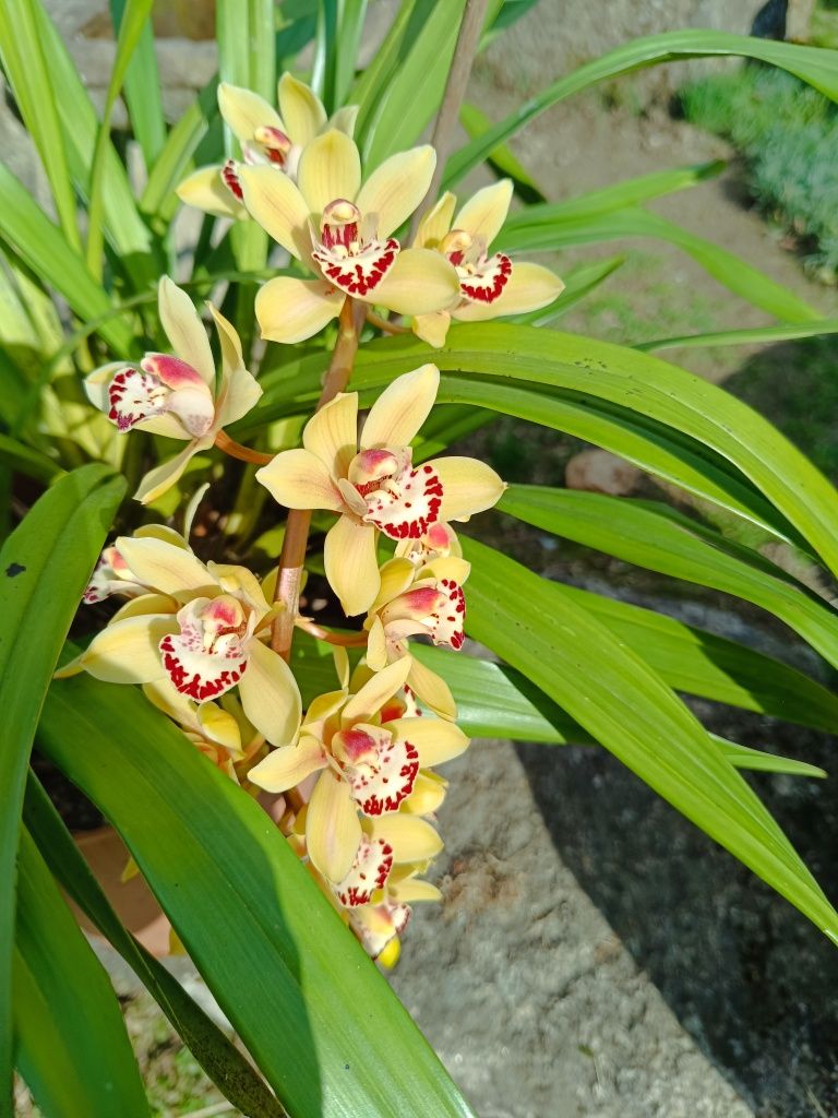 Orquídea em vazo com flor