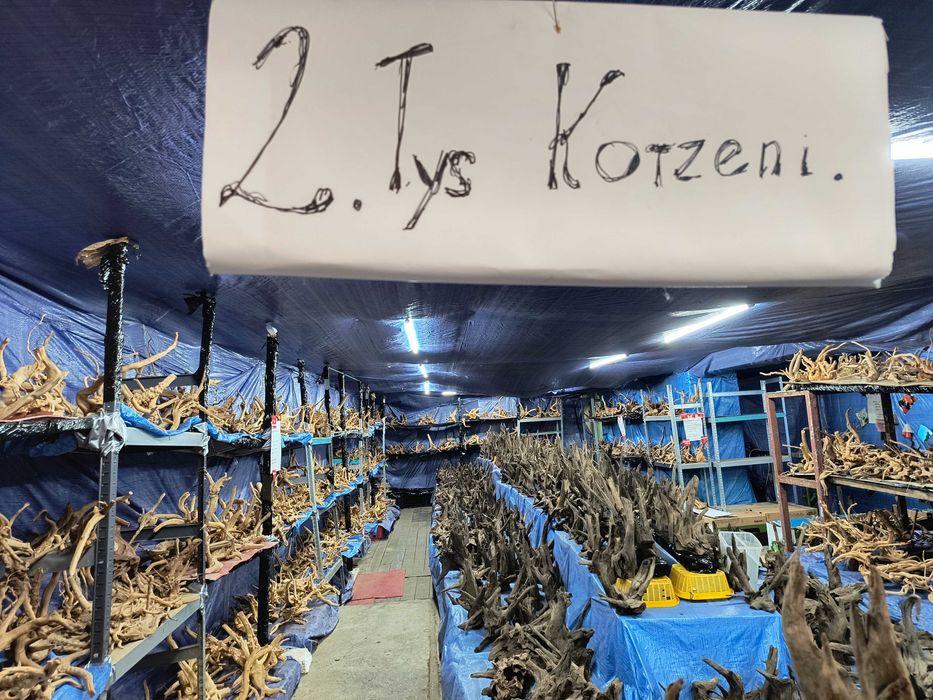 Sprzedam korzenie akwarystyczne