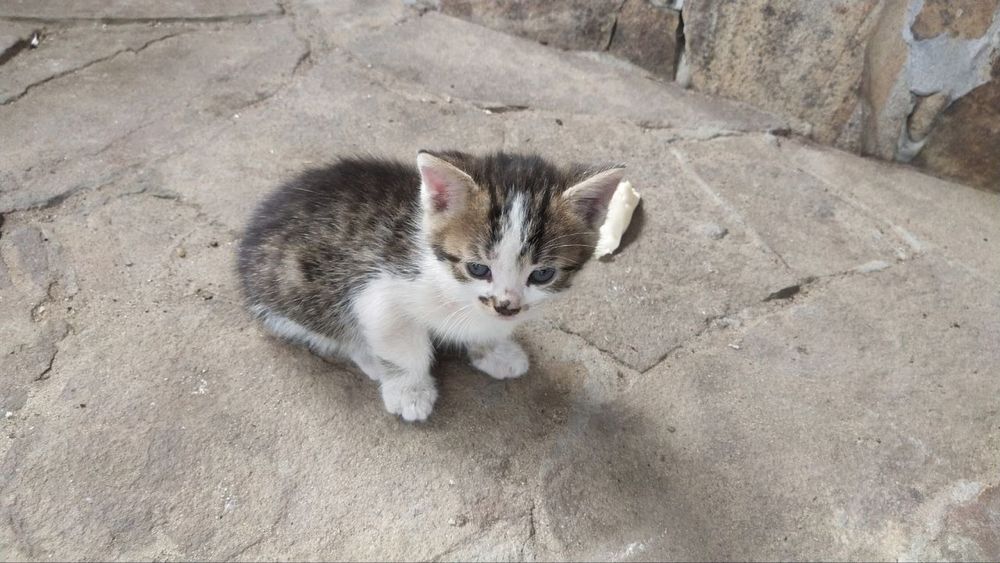 Котята ищут дом 3 котенка пол не знаем