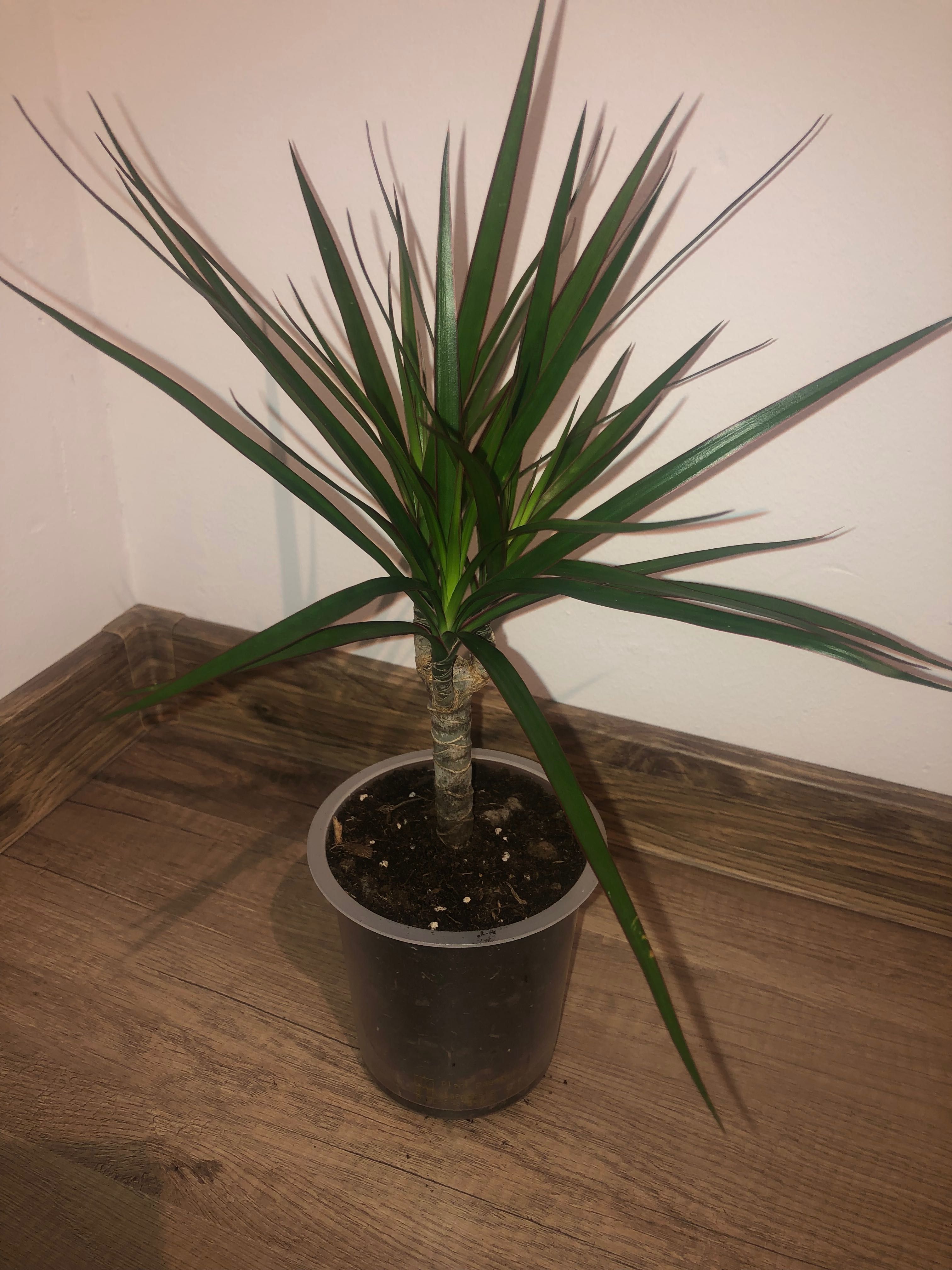 Dracena, kwiat doniczkowy