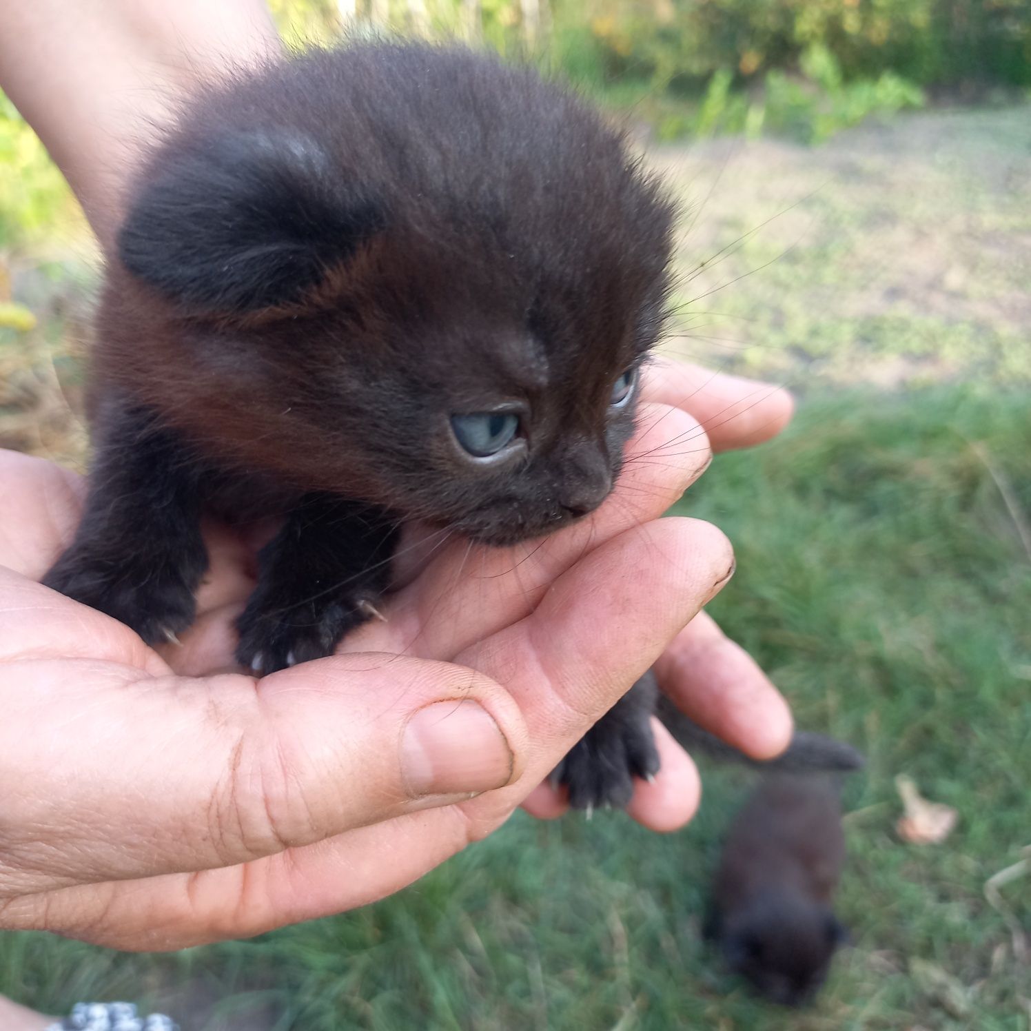 Двоє котиків шукають родину