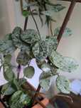 Hoja/Hoya Mathilde splash/silver/super splash