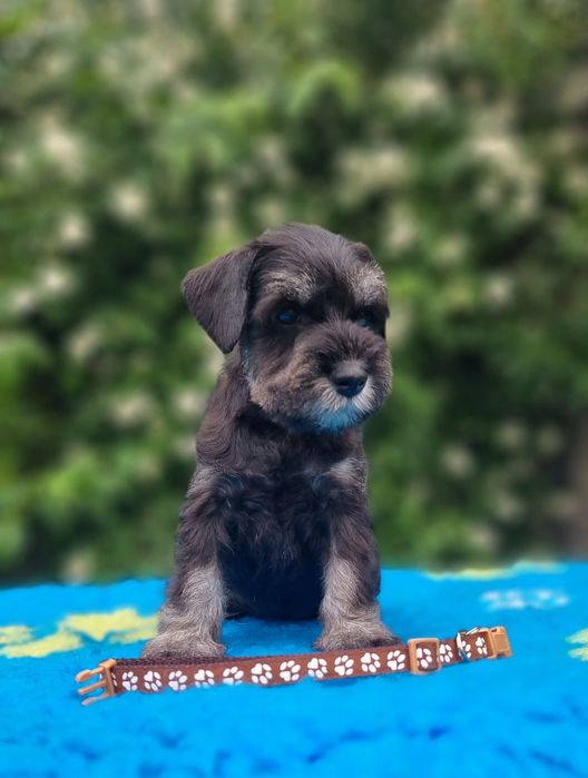 Цуценята цвергшнауцера