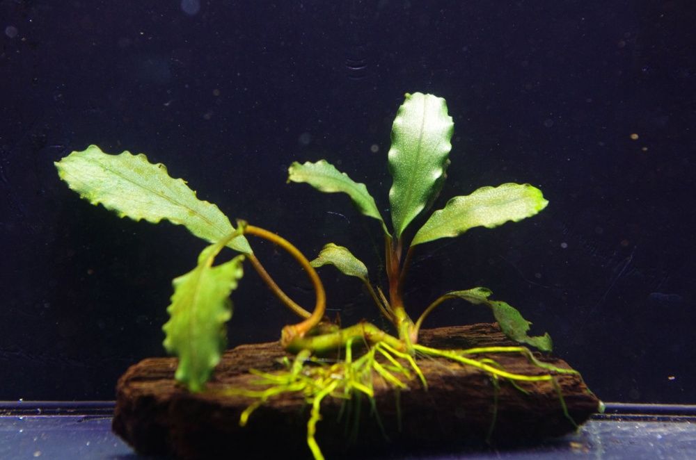 Bucephalandra Black Venti HODOWLA WODNA