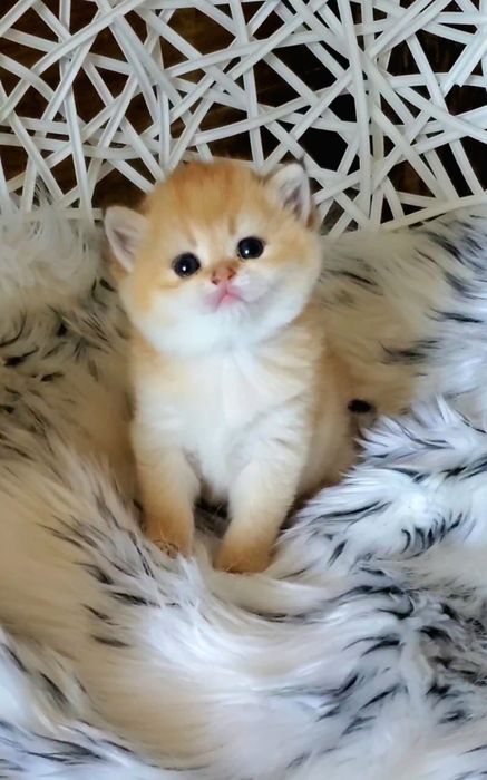 Ручные лапочки, котята золотая шиншилла