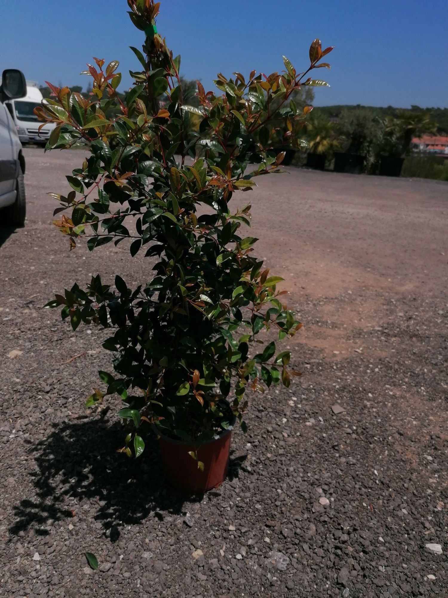 Eugenias Myrtifolia Newport