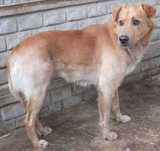 PIĘKNY, średniej wielkości, spokojny, uległy, miły psiak do adopcji