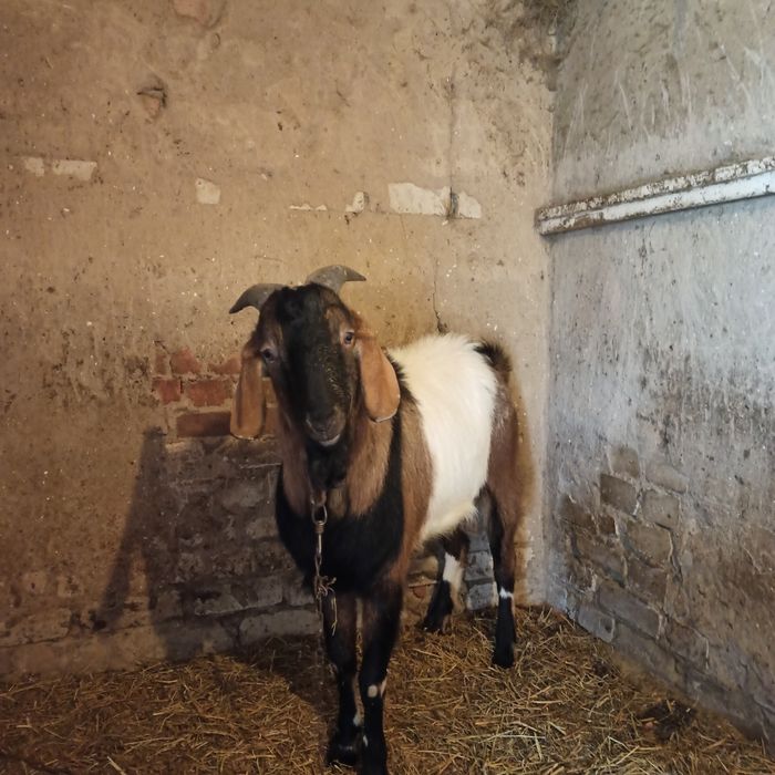 Продам Нубийского козла и козлят