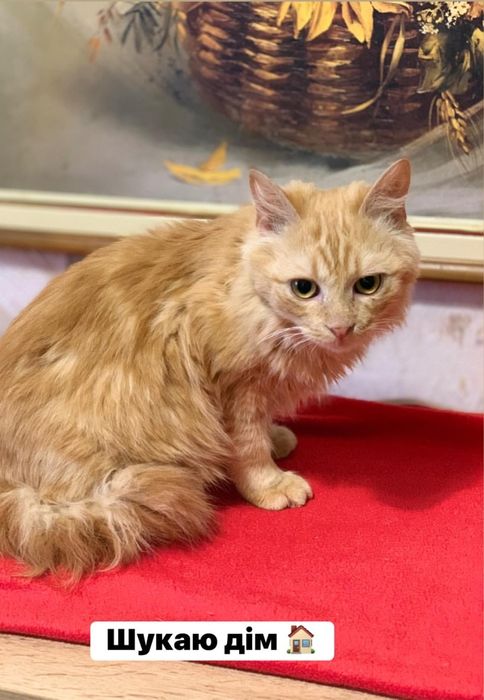 Котик шукає родину