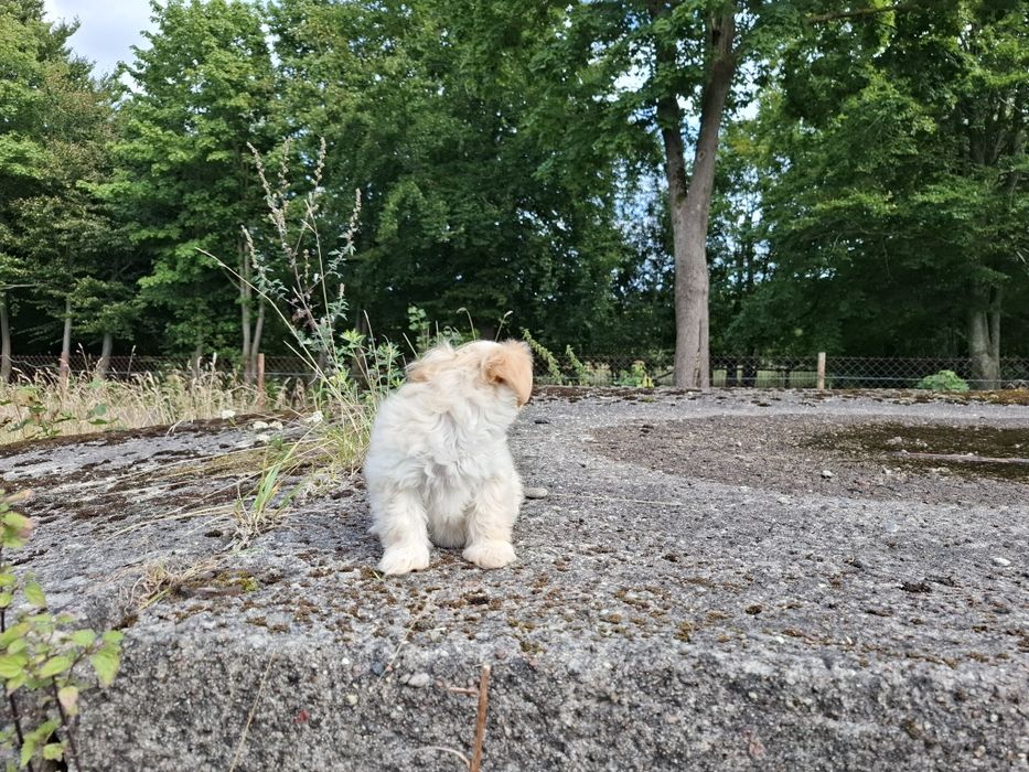 maltipoo szczeniak
