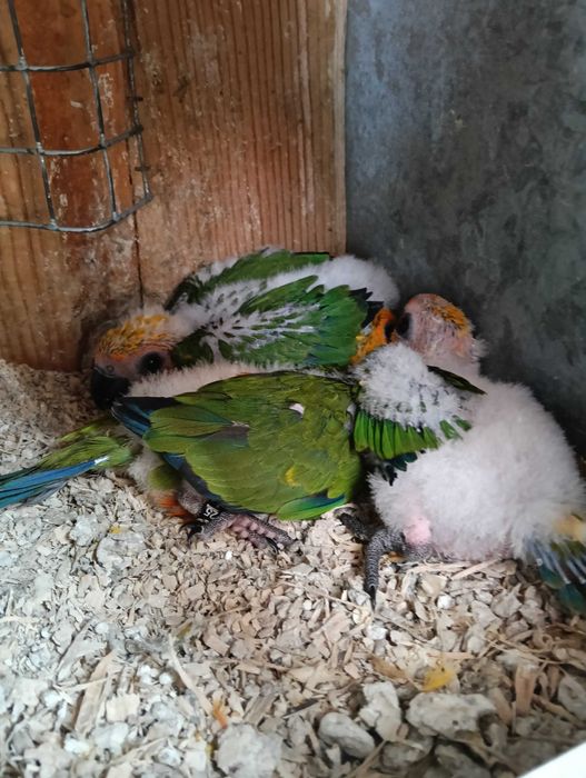 Aratingas Jandayas bebés