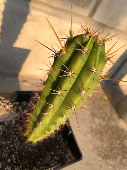 Echinopsis Peruviana / Trichocereus Peruvianus