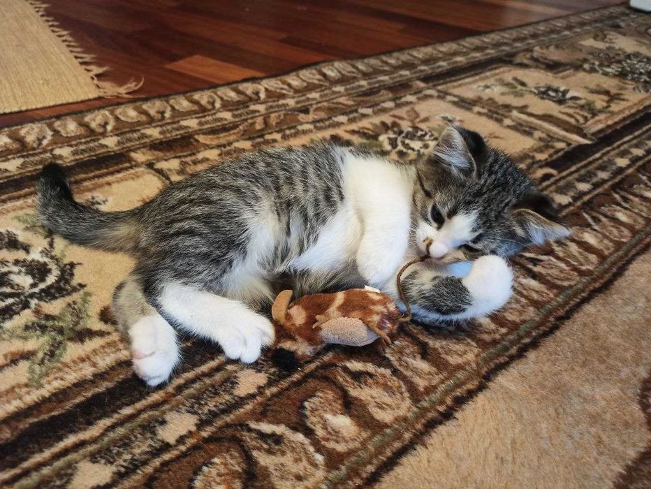 Котята ищут дом, мальчик и девочка (2 месяца)