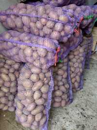 Продам картоплю (орієнтовно 400 кг.)