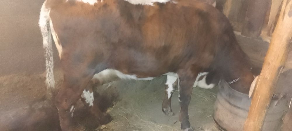 Корова на продаж