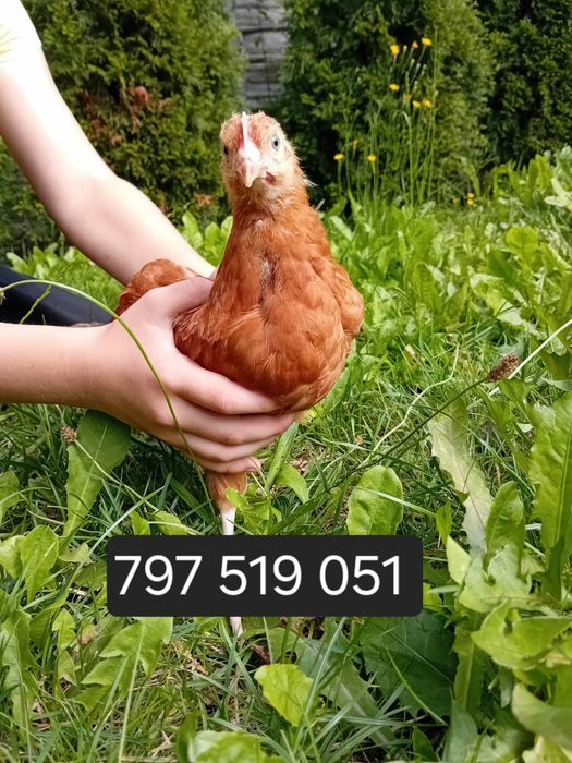 Kura kury Rosy naturalne ekologiczne 11-tygodniowe