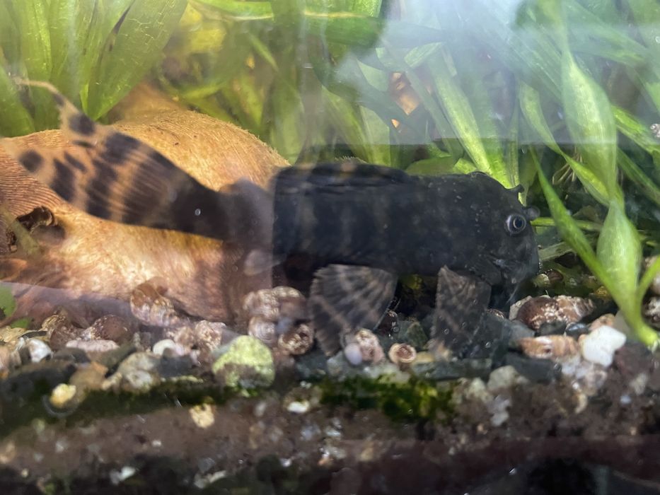 Номерной сом L-206, взрослые