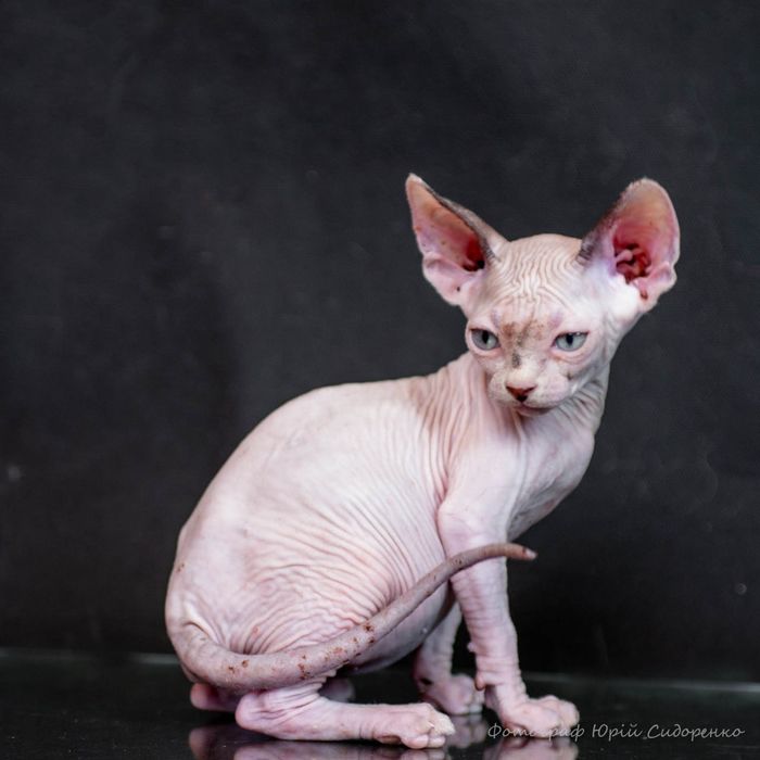 Эльф, сфинкс, канадский сфинкс, премиум бебифейс