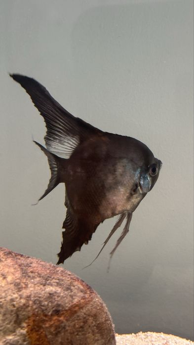 Peixe escalar Preto